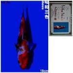 Showa IMPORT Farm ISA Koi farm Showa 18cm