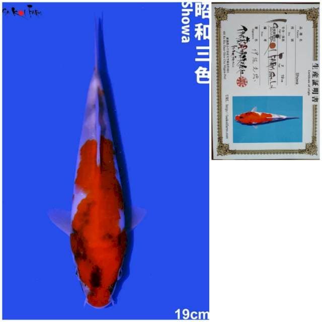 Showa IMPORT ISA Koi Farm 19cm