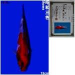 Showa IMPORT ISA Koi Farm 19cm