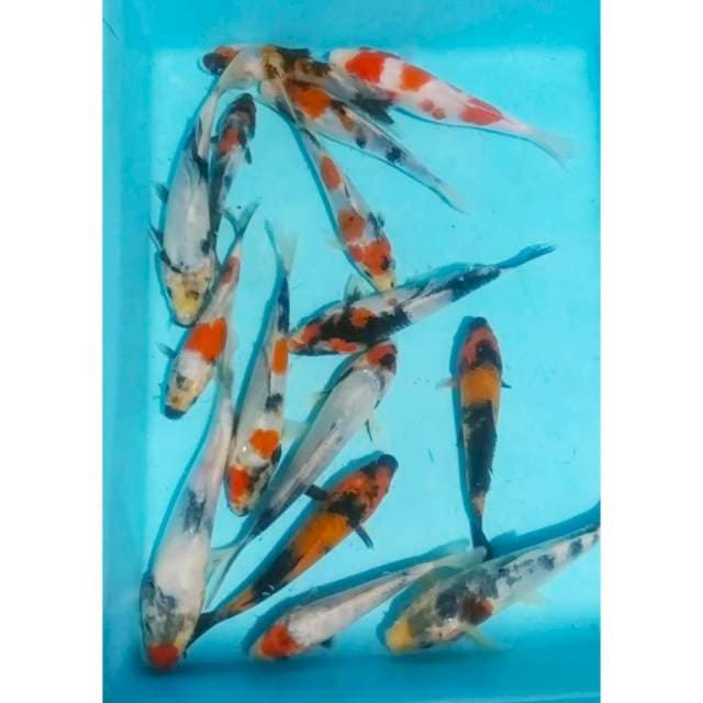 Pkt KOWARI (kohaku, sowa, shiro, utsuri)15ekr