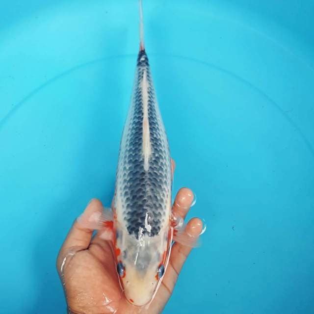 ASAGI 34CM