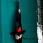 Showa,. 26 cm