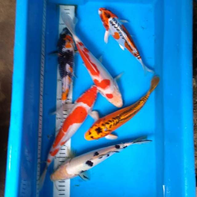 PAKET MiX