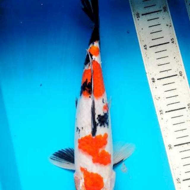 showa 35 cm 