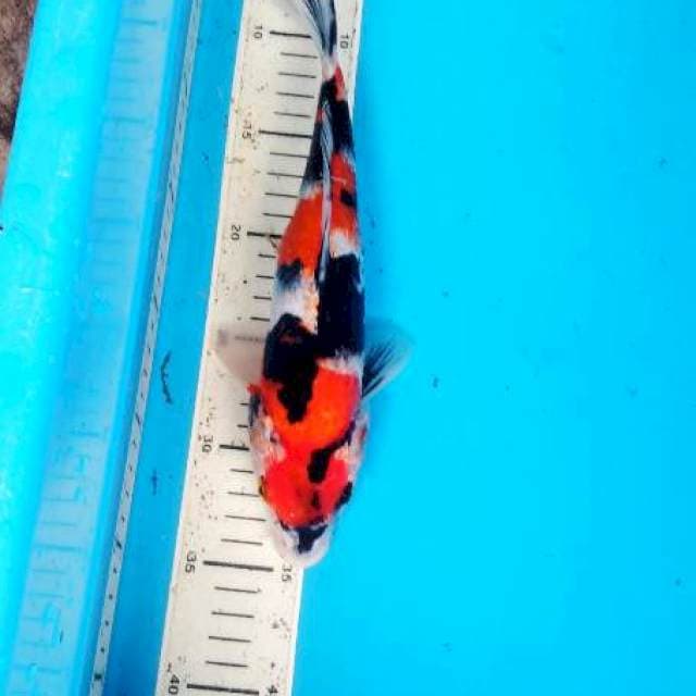 showa 27 cm