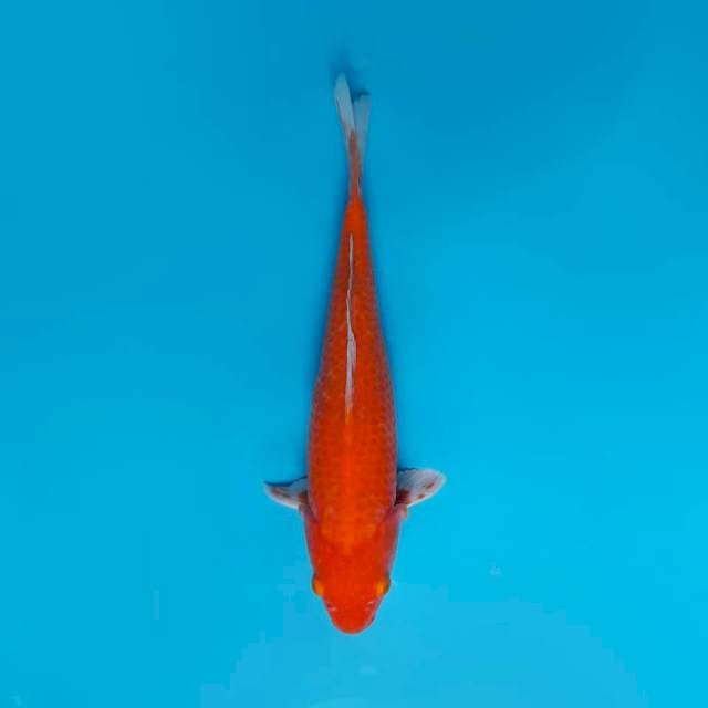 Akahajiro 37cm