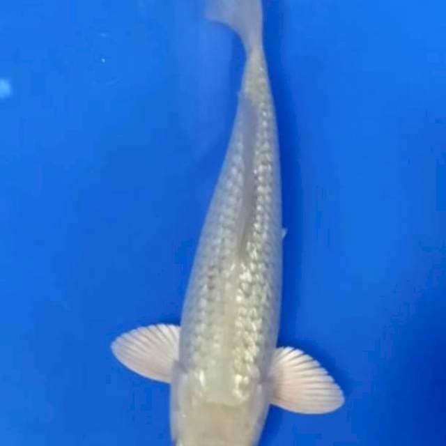 Soragoi gindrin 24 cm