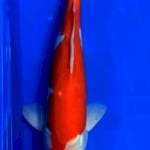 Kohaku doit 36 cm male