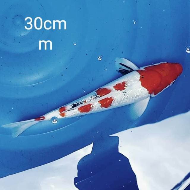 Sanke ginrin 30cm