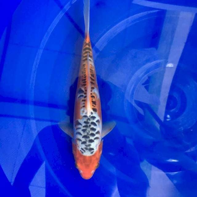 Shusui antikan 25cm