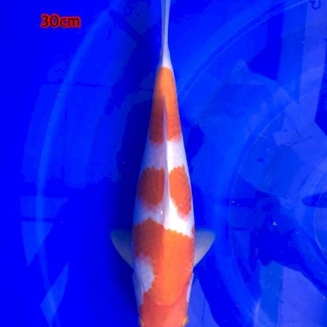 Kohaku 30cm