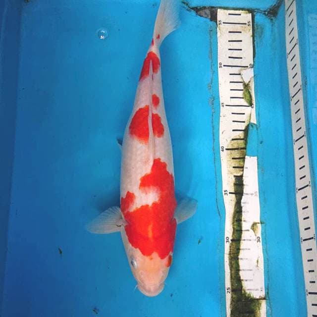 KOHAKU 31 cm