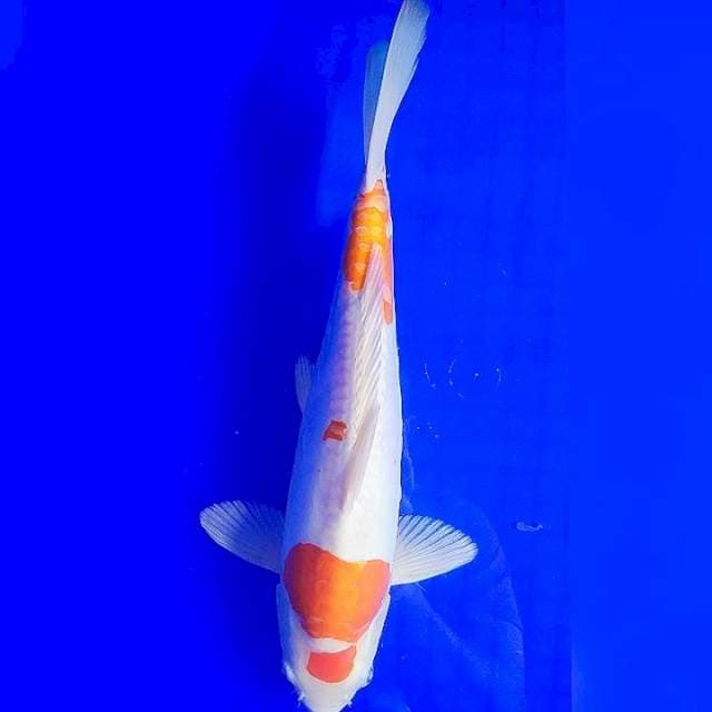 Kohaku Doit 32cm