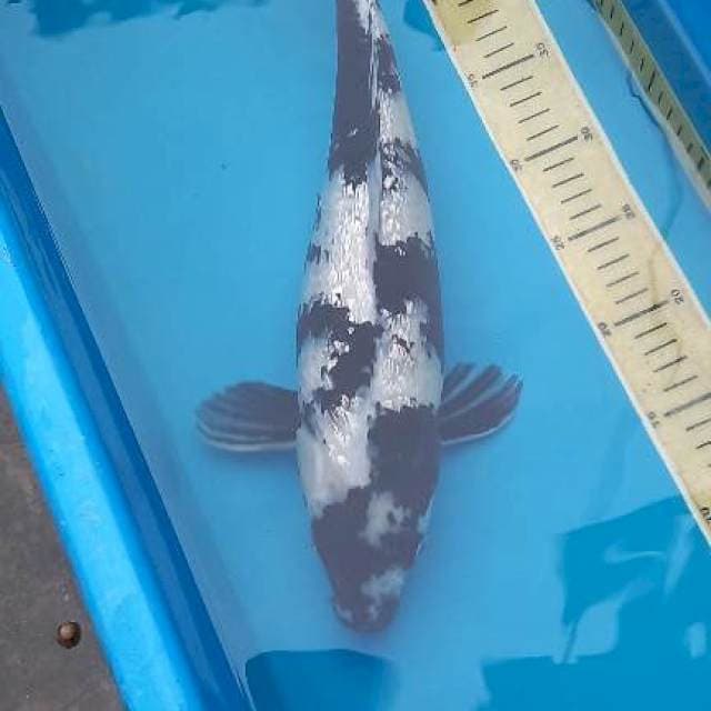 Ginrin shiro 40cm 👍