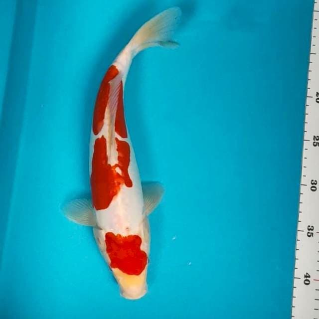 Maruten kohaku doit 33cm
