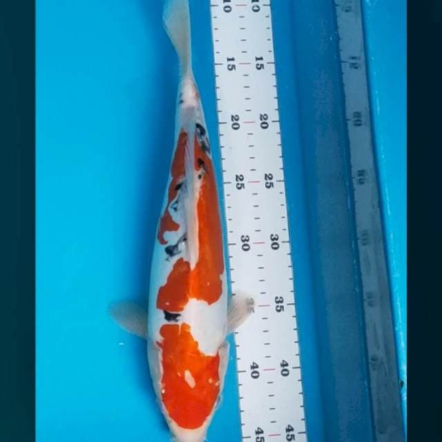 Doitsu sanke 35cm