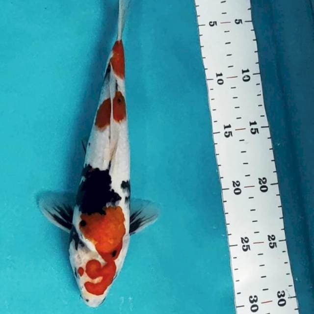 Maruten showa 27cm male