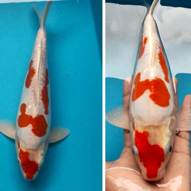 Kohaku punuk doit jos 27cm