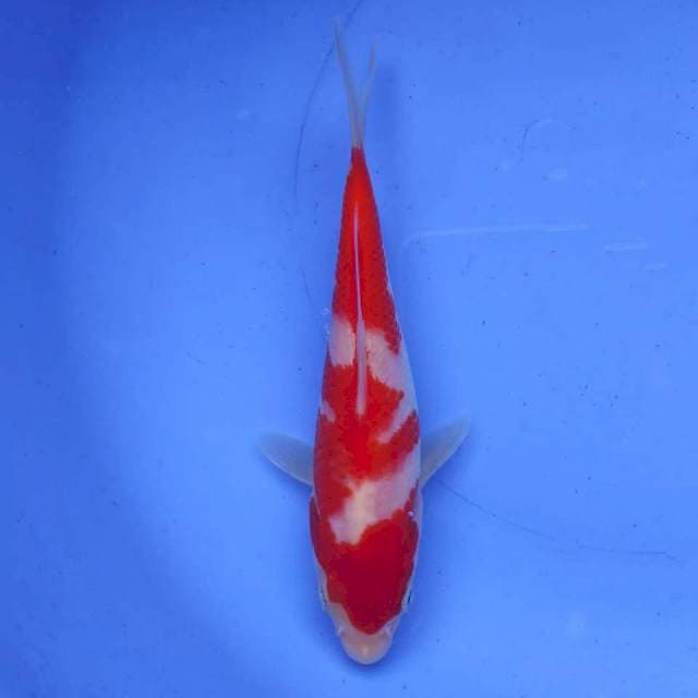 Ogata Kohaku