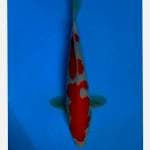 Kohaku