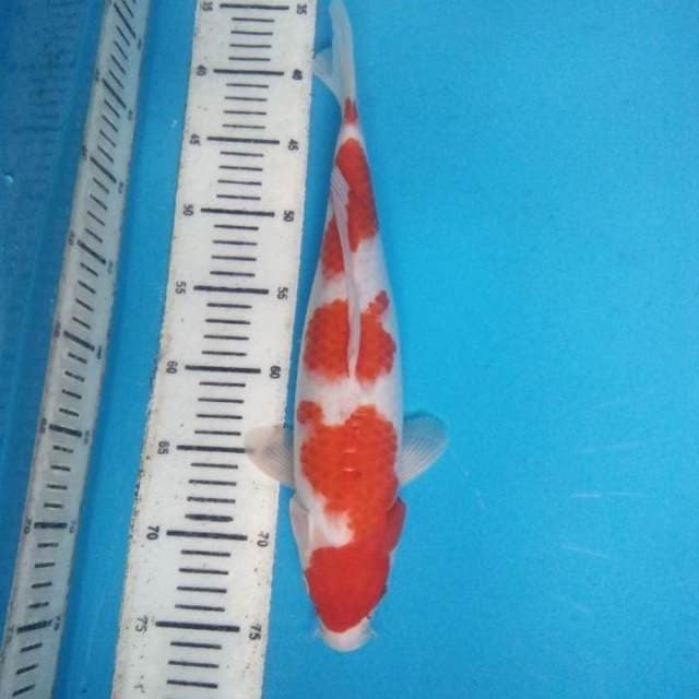 Kohaku 36 cm