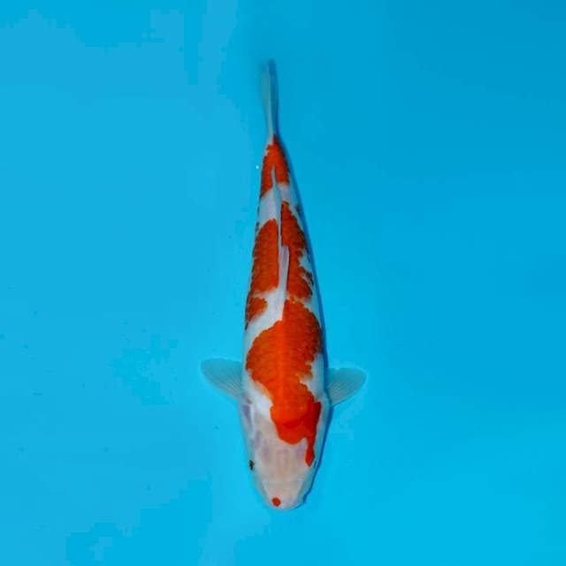 KOHAKU, 34CM