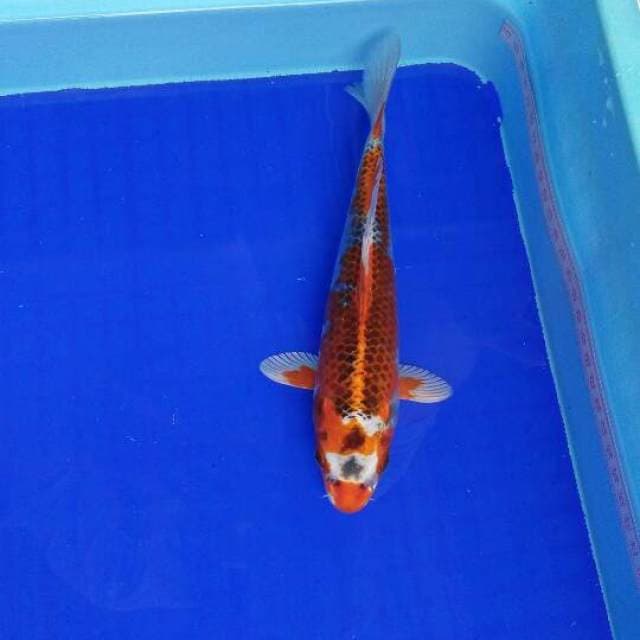 MOTOAKA KUJAKU 23cm
