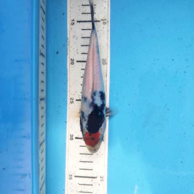 Tancho showa ORI, 18cm