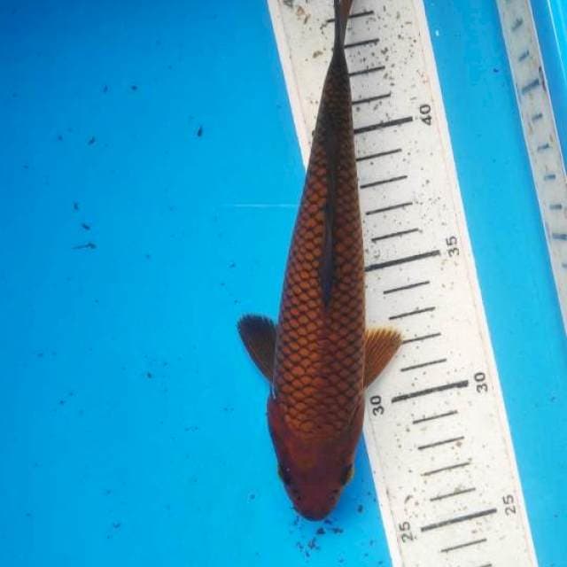 Chagoi, 20cm