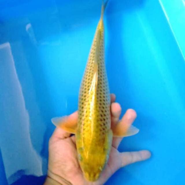 Cagoi 33cm jaring rapih