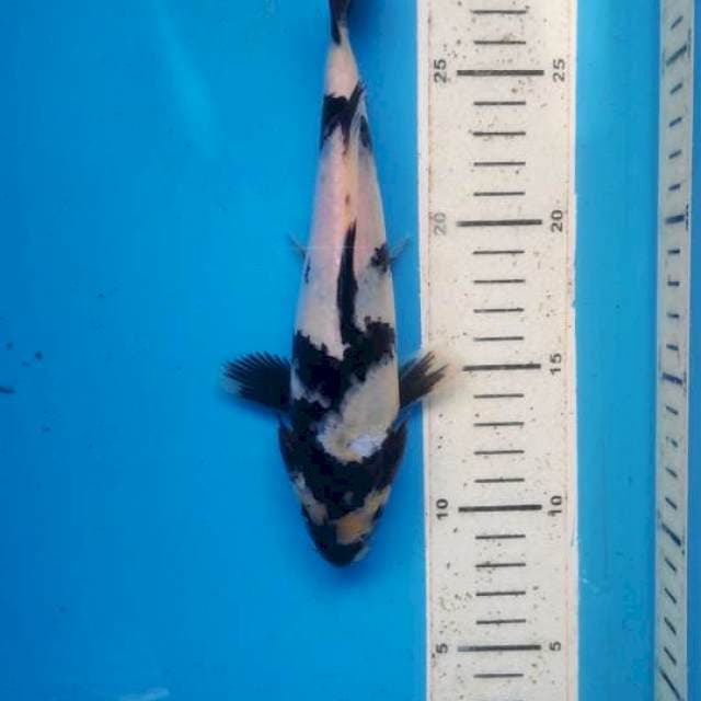 Shiro, 21cm