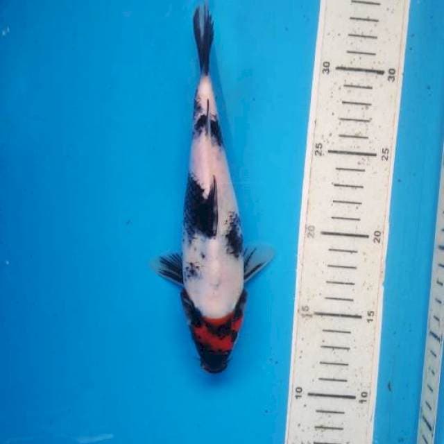 Tancho showa, 21cm