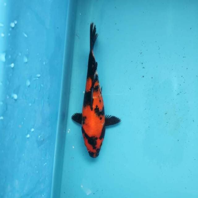 Hi showa , 18cm