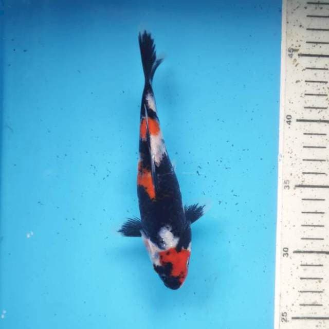 Showa, 18cm
