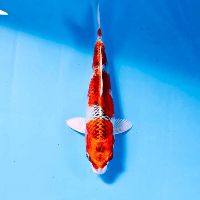 Kujaku, 19 cm