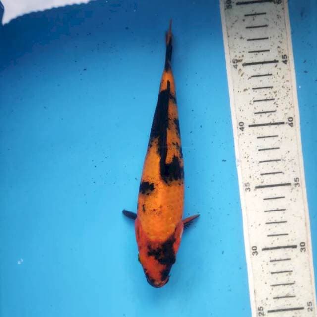 Hi utsuri, 20cm