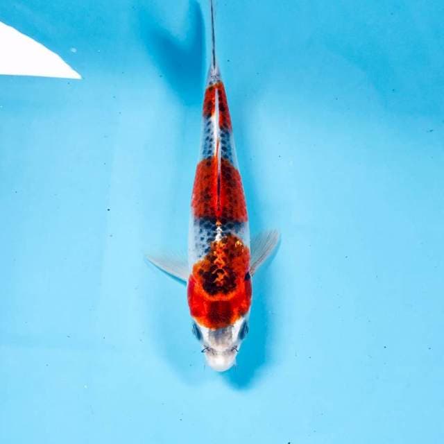 Goshiki, 17 cm