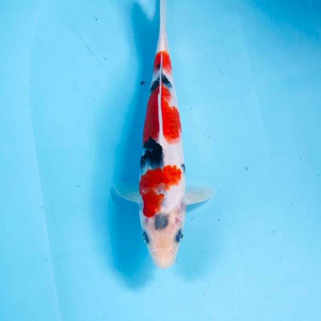 Sanke, 21 cm