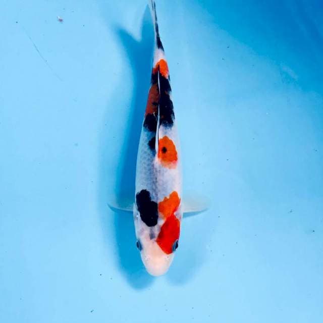 Sanke, 20 cm