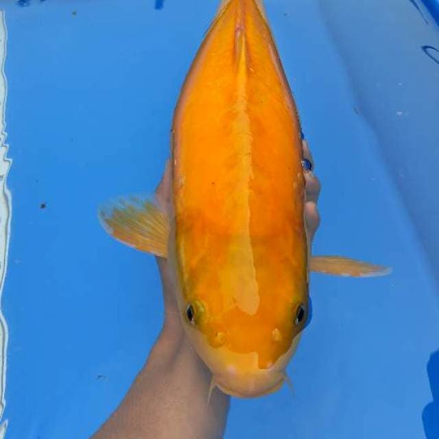 Karasi male 50bu