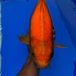 Karasi male 50bu
