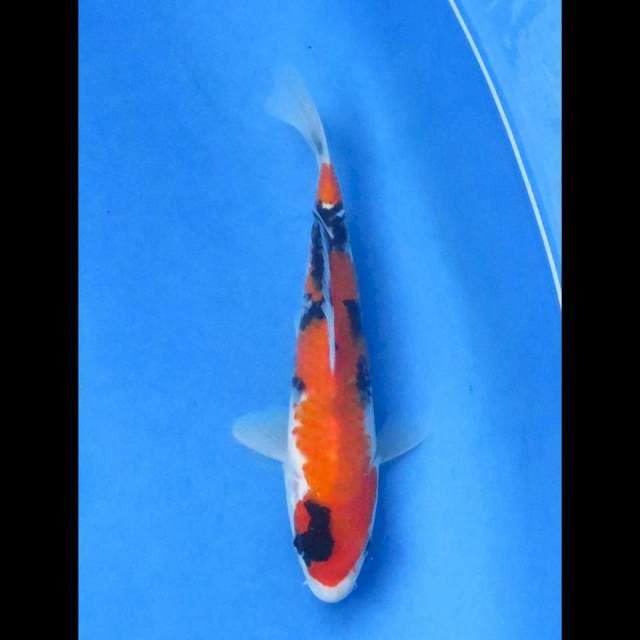 Showa 19cm