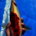 Goromo male 45cm