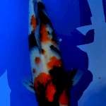Showa male 45cm