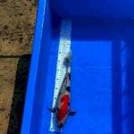 Showa kinday 43cm