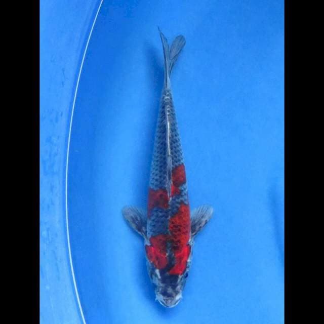 Goshiki 26cm