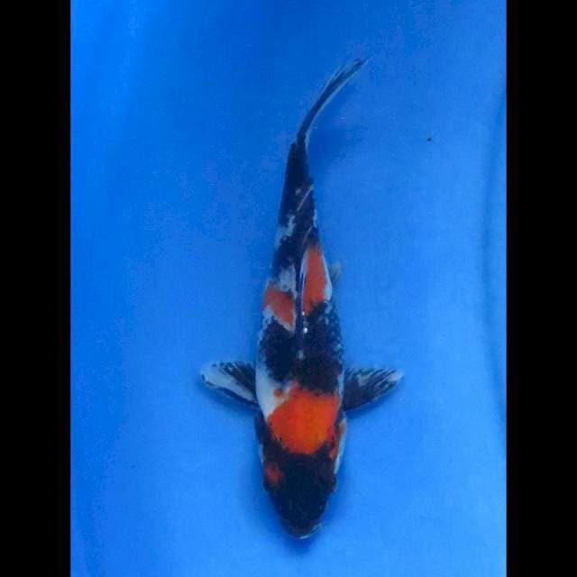 Showa 21cm
