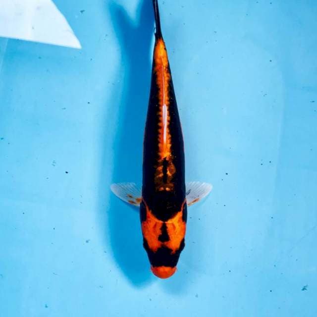 Kabuto, 21 cm