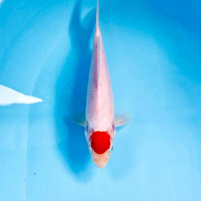 Tancho Kohaku, 20 cm