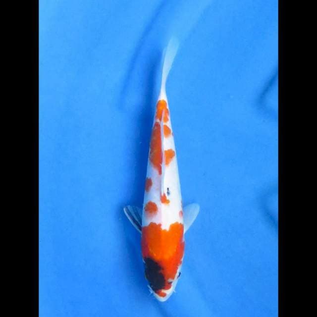 Kindai tategoi 25cm